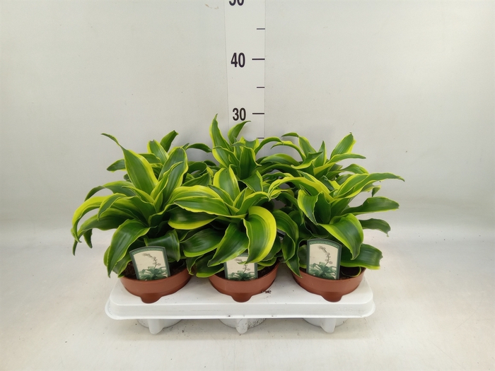 <h4>Dracaena frag. 'Tornado'</h4>
