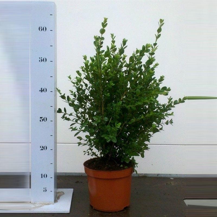 <h4>Buxus microphylla 'Faulkner' 40-50cm struik</h4>