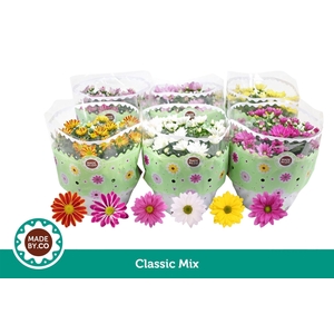 Chrysanthemum   ..mix 5
