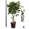 Ficus Beng Audrey