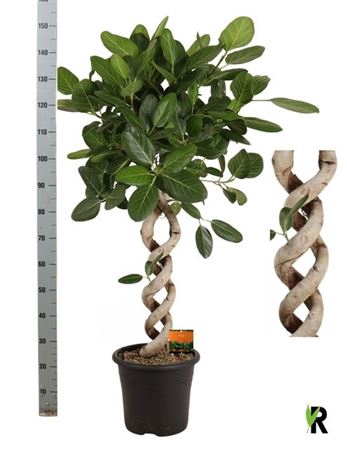 Ficus Beng Audrey