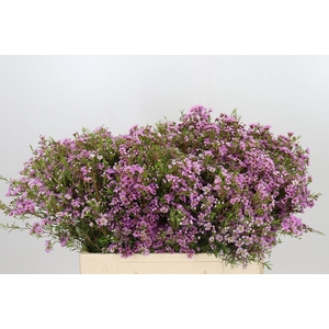 Chamelaucium Kerryn