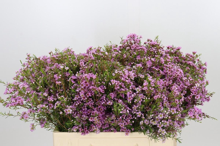 <h4>Chamelaucium Kerryn</h4>