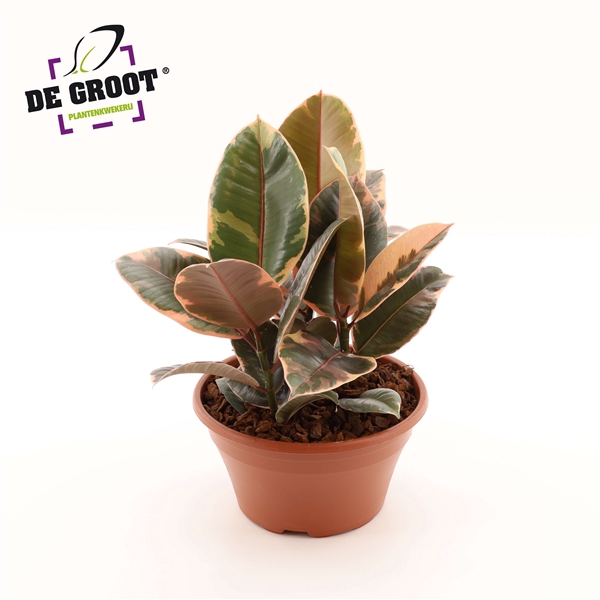 <h4>Arrangement Ficus belize in schaal</h4>