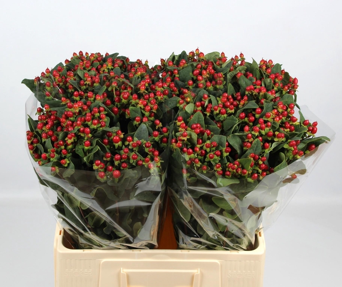 <h4>HYP ANDROSAEMUM OV</h4>