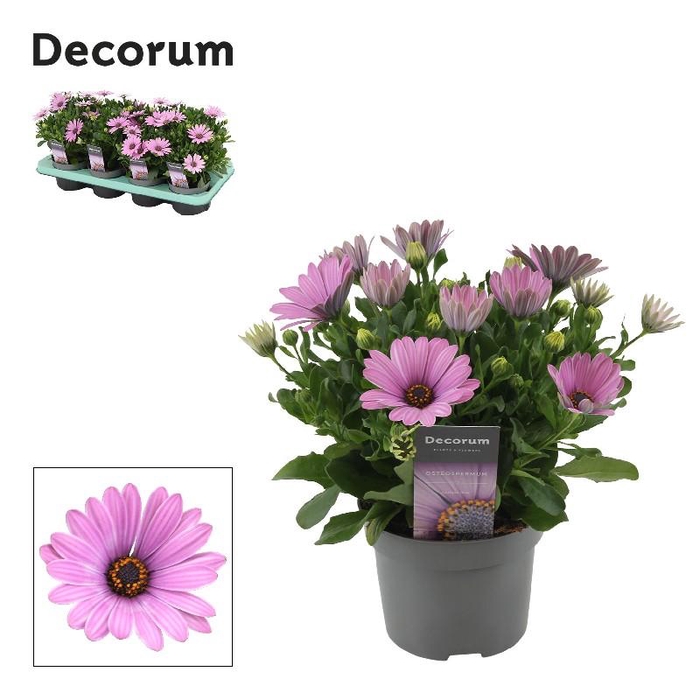 Osteospermum Cape Daisy Antique Rose rose Daisy,  beperkt leverbaar