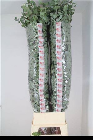 <h4>Euca Cinerea Super P Stem 160 Cm</h4>