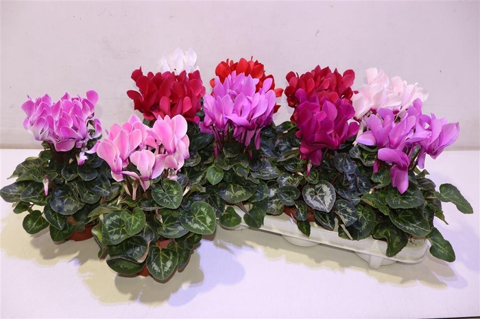 <h4>Cycl Md Sup Allure</h4>