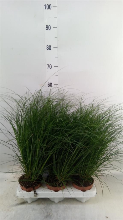 <h4>Carex brunnea</h4>
