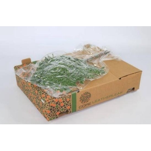 LEDERVAREN EXTRA VACUUM CORE X 12