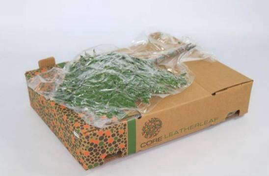 LEDERVAREN EXTRA VACUUM CORE X 12