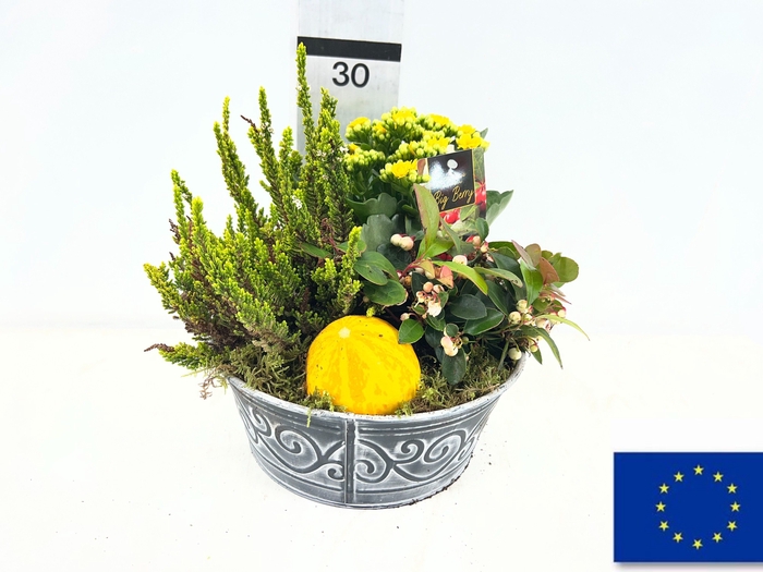 <h4>ARR TUINPLANTEN</h4>