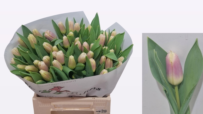 <h4>TU FR SIESTA</h4>