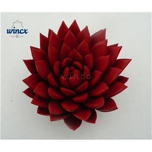 Echeveria Agavoides Paint Red Cutflower Wincx-10cm