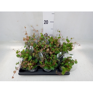 Peperomia