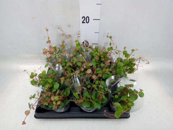 <h4>Peperomia</h4>