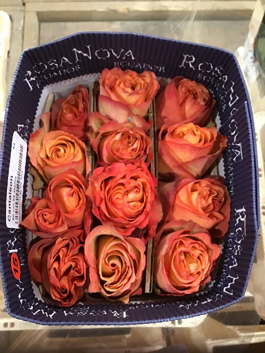 <h4>R GR APRICOT</h4>