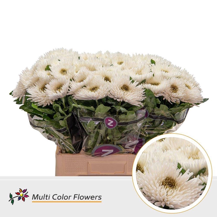 <h4>Chrysanthemum PL   ...colored H%</h4>