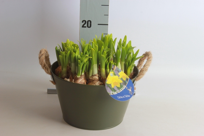 <h4>ARR NARCISSUS</h4>