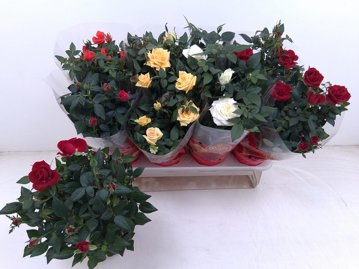 <h4>RO FAV RO GEM 4 SRT</h4>