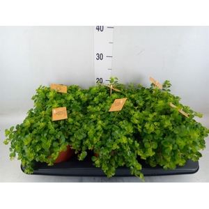 Peperomia rotundifolia