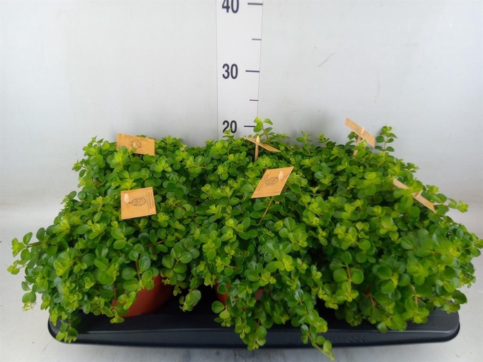 <h4>Peperomia rotundifolia</h4>