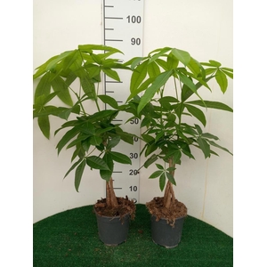 PACHIRA AQUATICA