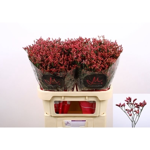 Limonium Scarlet Diamond Marginpar