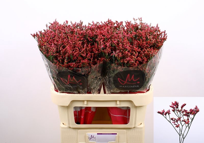 <h4>Limonium Scarlet Diamond Marginpar</h4>