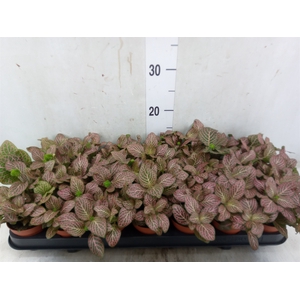 Fittonia verschaf. 'Red Angel'