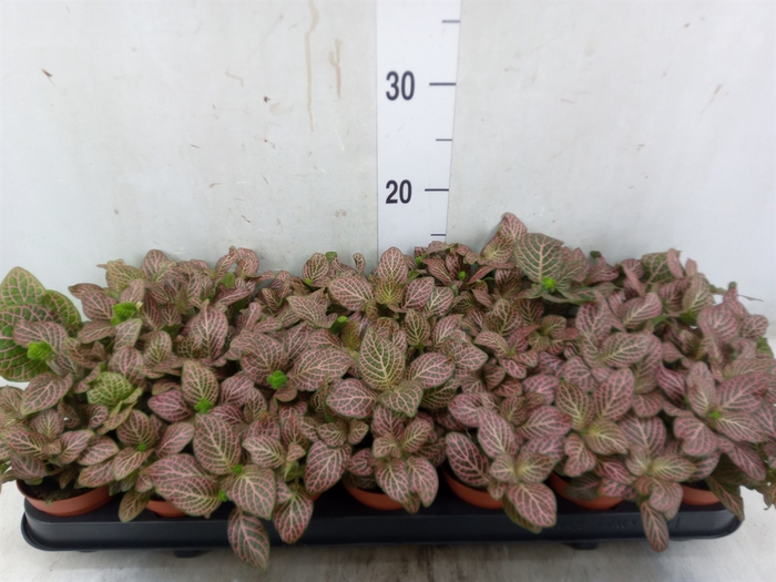 <h4>Fittonia verschaf. 'Red Angel'</h4>