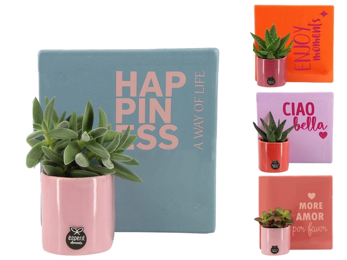 <h4>22013: Lovess arrangement</h4>