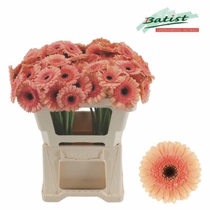 Ge Mi Cookie N Cream