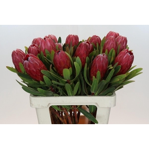 Protea Red Ice
