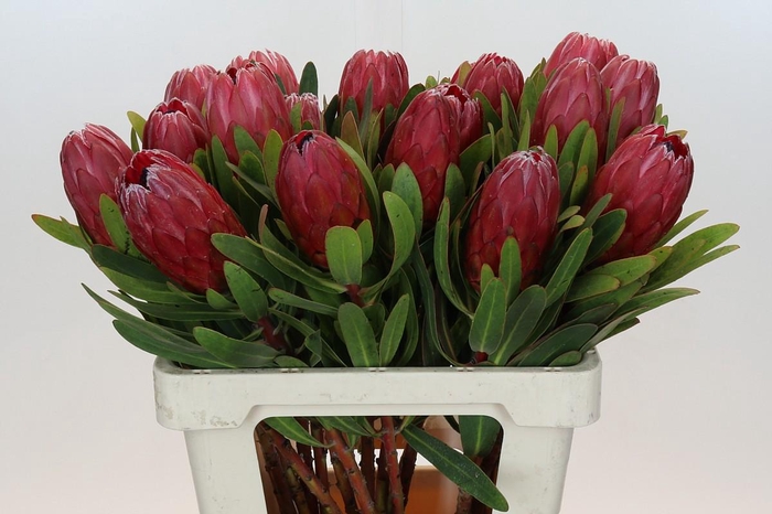 <h4>Protea Red Ice</h4>