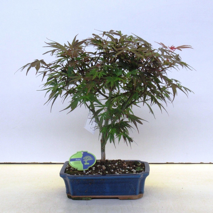 <h4>Acer palmatum shaina</h4>