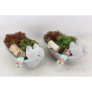 arr4 Semp JS - Vogel ovaal small 335/3