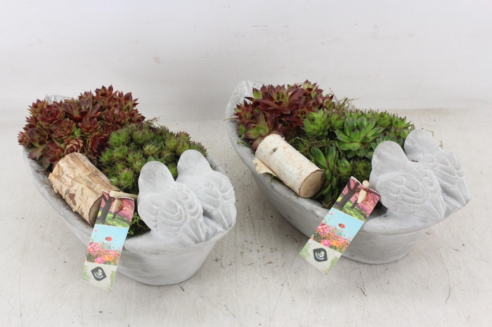 <h4>arr4 Semp JS - Vogel ovaal small 335/3</h4>