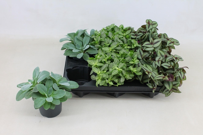 <h4>KAMERPL GEM OV</h4>