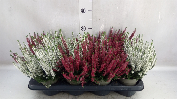 <h4>Calluna vulg. 'Beauty L'  ..mix 2/p</h4>