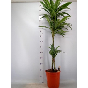 Dracaena fr de 'Warneckei'