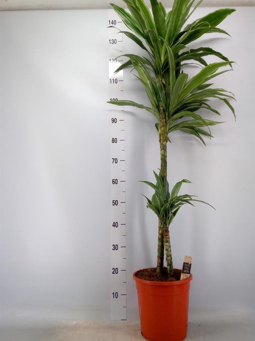 <h4>Dracaena fr de 'Warneckei'</h4>