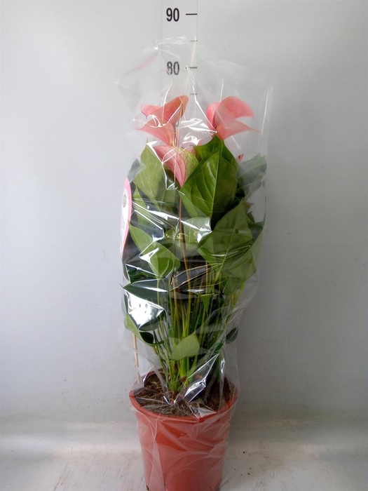 <h4>Anthurium  'Summer Love Imp'</h4>