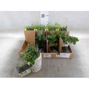 Arr.   Kamerplant Groen L%