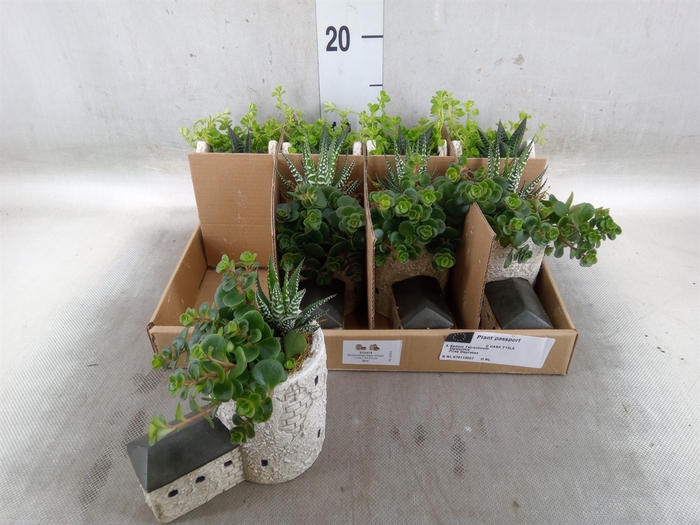 <h4>Arr.   Kamerplant Groen L%</h4>