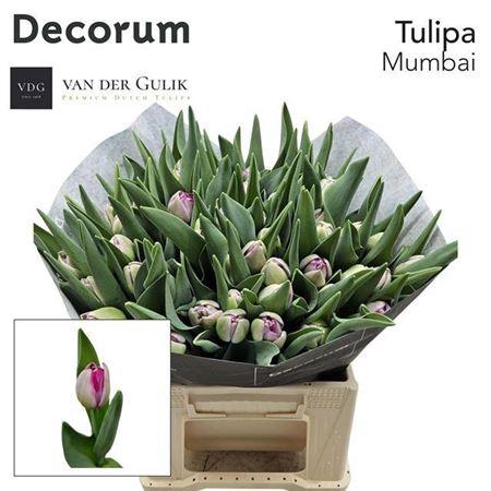 <h4>Tu Du Mumbai</h4>