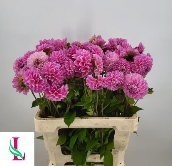 <h4>Dahl Ball Sw Fabienn</h4>