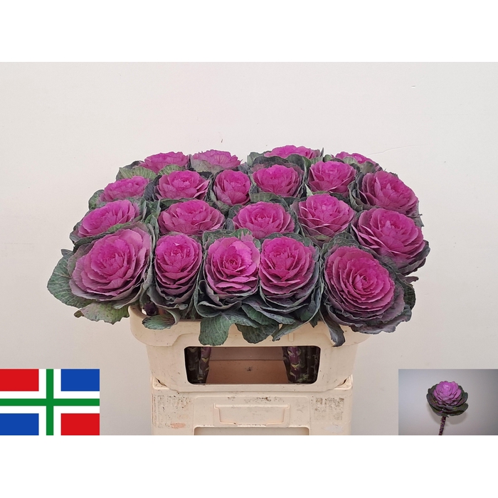 <h4>BRASS RED CRANE</h4>