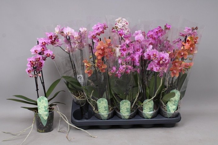 <h4>PHAL MF GEM 4 KL</h4>