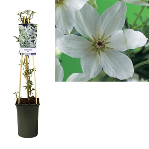 Clematis 'Joe' +light label